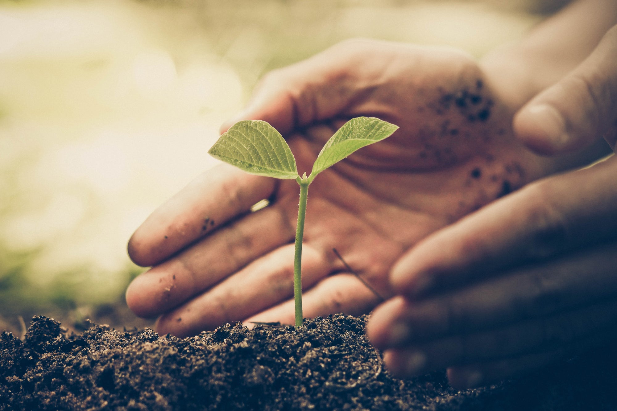 A hand planting a seedling